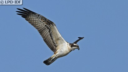 Balbuzard pêcheur