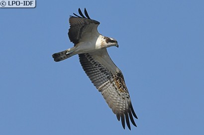 Balbuzard pêcheur