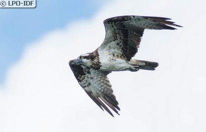 Balbuzard pêcheur