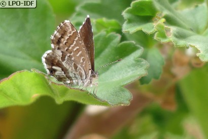 Brun des pélargoniums