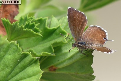 Brun des pélargoniums