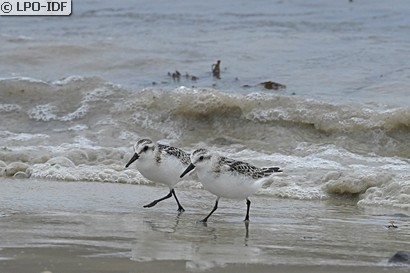 Bécasseau sanderling