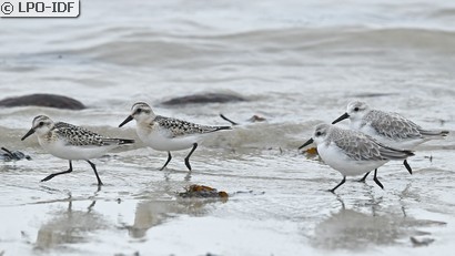 Bécasseau sanderling