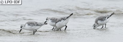 Bécasseau sanderling