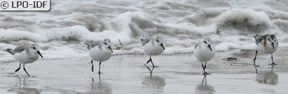 Bécasseau sanderling