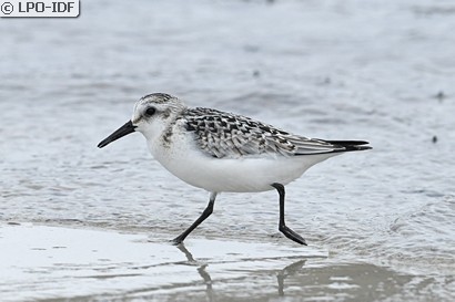 Bécasseau sanderling