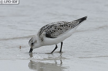 Bécasseau sanderling