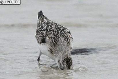 Bécasseau sanderling