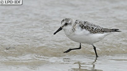 Bécasseau sanderling