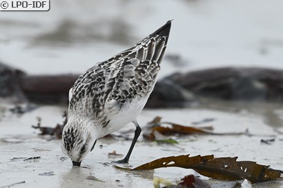 Bécasseau sanderling