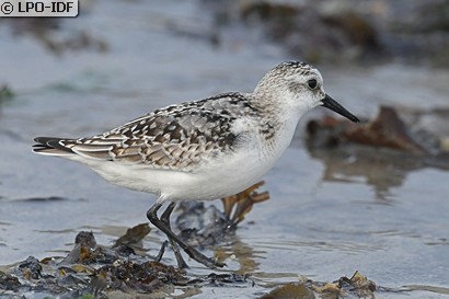 Bécasseau sanderling