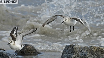 Bécasseau sanderling
