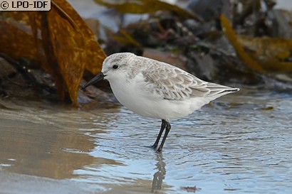 Bécasseau sanderling