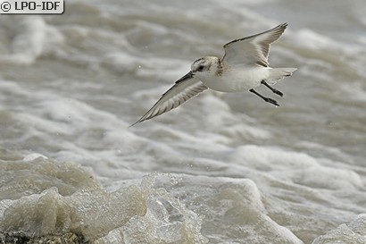 Bécasseau sanderling