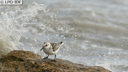 Bécasseau sanderling