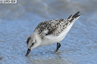 Bécasseau sanderling