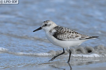 Bécasseau sanderling