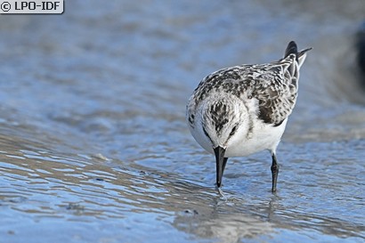 Bécasseau sanderling