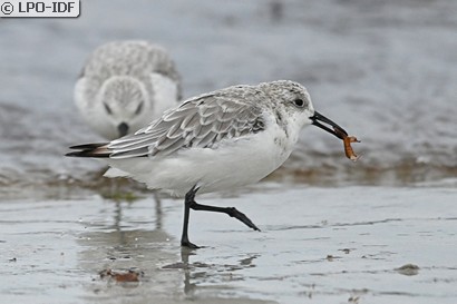Bécasseau sanderling