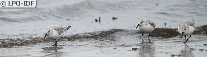 Bécasseau sanderling