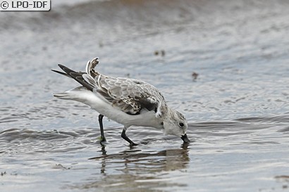 Bécasseau sanderling