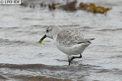 Bécasseau sanderling