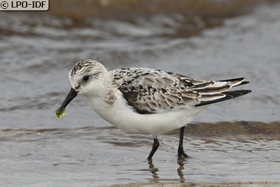 Bécasseau sanderling