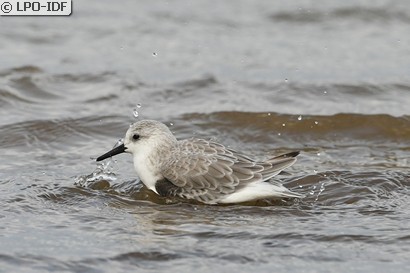 Bécasseau sanderling