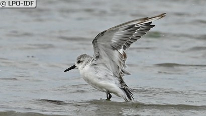 Bécasseau sanderling