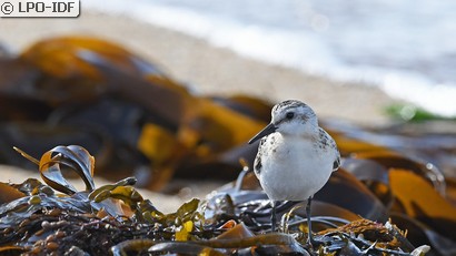 Bécasseau sanderling
