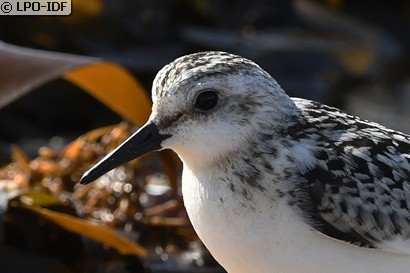 Bécasseau sanderling
