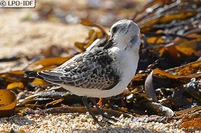 Bécasseau sanderling