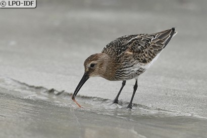 Bécasseau variable