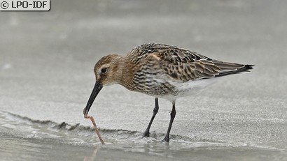 Bécasseau variable