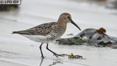 Bécasseau variable