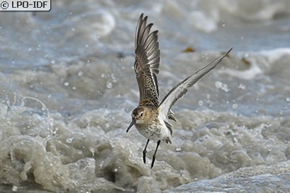 Bécasseau variable