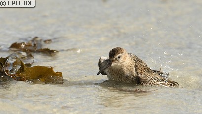 Bécasseau variable