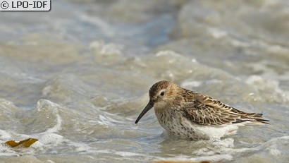 Bécasseau variable