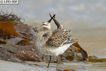 Bécasseau variable