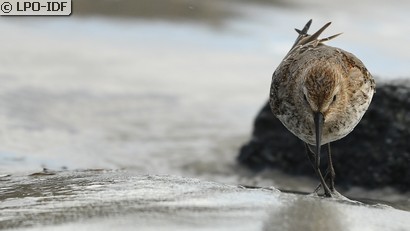 Bécasseau variable