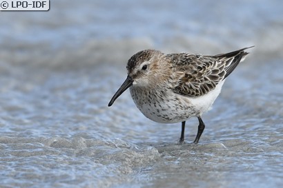 Bécasseau variable