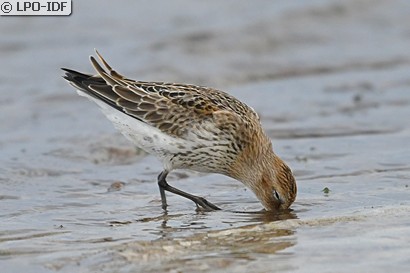 Bécasseau variable