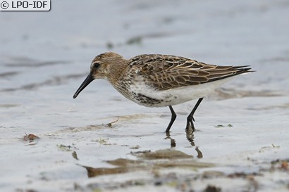 Bécasseau variable