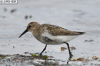 Bécasseau variable