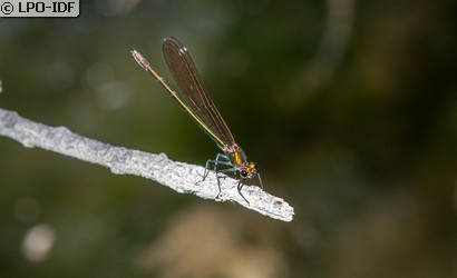 Caloptéryx vierge