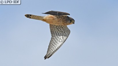 Faucon crécerelle