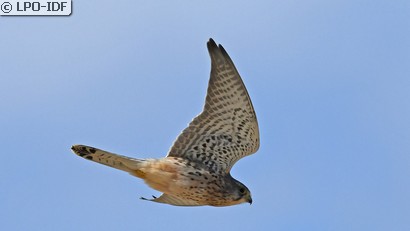 Faucon crécerelle
