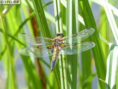Libellule à quatre taches