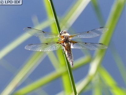 Libellule à quatre taches