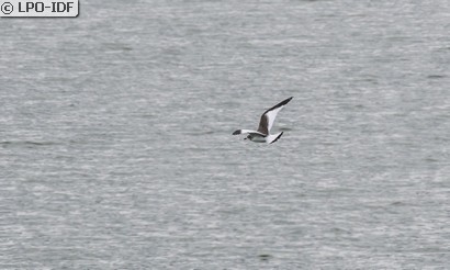 Mouette de Sabine